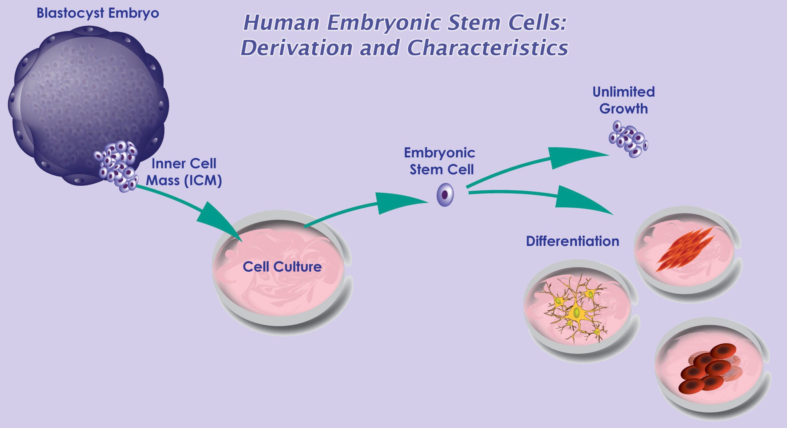 Celule stem fetale + tratament cu prostatita